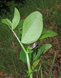 Image result for Tessmannia anomala