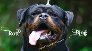 Akc registration, health certificate, health guarantees, and breeder support for life. German Rottweiler For Sale In Washington King Rottweilers
