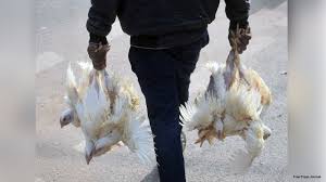© 2021 forbes media llc. Bmc Issues Guidelines Amid Outbreak Of Bird Flu In Maharashtra