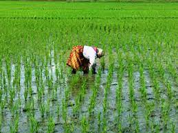 Pada tahap ke 1 merupakan kumpulan informasi yang berhubungan dengan penggunaan database. Penyiangan Padi Steemit