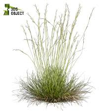 Image result for Hyparrhenia filipendula