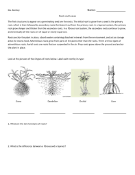 Their structure also holds the monstera in place in the ground. File