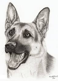 Nice Art Work In Fact I Love This Dog Drawing Dog Sketch Animal Drawings
