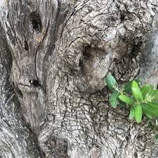 Oliviers Centenaires A Millenaires Chez Tropicana Flore Au Pied Du Rocher De Roquebrune Sur Argens Avec Images Roquebrune Sur Argens Amenagement Paysager Paysagiste