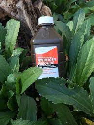 It is most often used on cuts to prevent infections and to combat bacteria. Hydrogen Peroxide For Plants How To Use Hydrogen Peroxide In The Garden