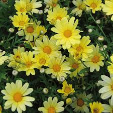 Image result for Argyranthemum