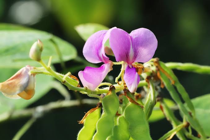 THE PLANT THAT DANCES TO LIGHT