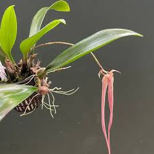 Image result for Bulbophyllum comatum