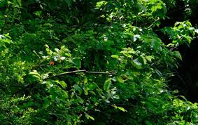 Image result for Markhamia zanzibarica