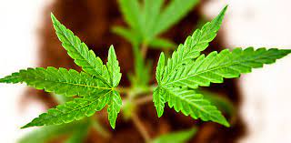 Marijuana And Your Heart - University Of Ottawa Heart Institute