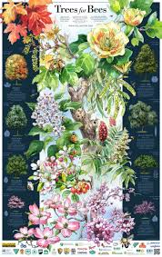 Trees For Bees Poster With Key Tree Bees Bee Garden Eastern Redbud