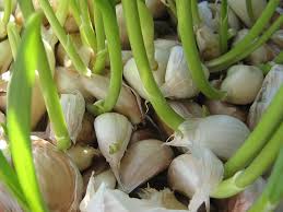 We did not find results for: How To Grow Garlic Indoors In Water Or Soil In 2021 A Nest With A Yard
