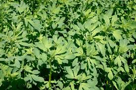 Common alfalfa insects in minnesota and how to scout for them. Common Alfalfa Cutting Questions Msu Extension