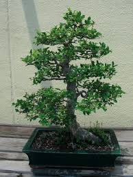 Image result for Celtis sinensis