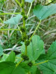 Image result for Ottelia cylindrica