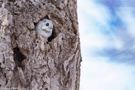 Maybe you would like to learn more about one of these? 22 Photos Of Japanese Dwarf Flying Squirrels That Are Beyond Adorable Bored Panda