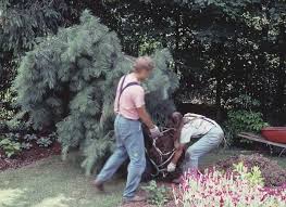 And they certainly did for cleve backster on the morning astounded and convinced the plant was able to read his intention, backster would spend the rest of his life studying the ability of plants to communicate. Cleve Backster Michigan Gardener