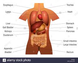Internal Organs Chart 3d Anatomy Diagram With Inner Organs