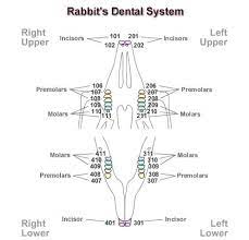 Rabbit teeth are very different from cat and dog teeth because they grow throughout their whole life and need to be continuously worn down by fibre (grass and hay). Rabbit S Dental System Rabbit Teeth Layout Diagram Vet Tech Supplies Rabbit Anatomy Rabbit Dwarf Rabbit