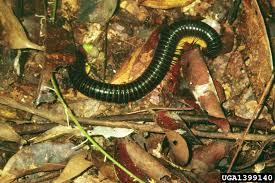 In the soil food chain, both the millipedes and centipedes make up as the first soil inhabitants and some of the most common earthly invertebrates. Millipedes Home Garden Information Center