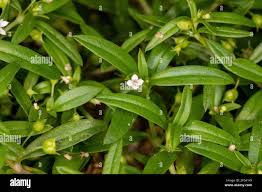 Image result for Oldenlandia affinis