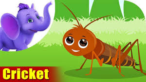Cartoon bug cricket vectors (342). Cricket A Bug Song 4k Appu Series Youtube