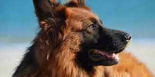 Reginhard german shepherds is a small, family owned kennel that breeds working line german shepherds. German Shepherd Breeders In Ohio 7 Breeders Reviewed Breeder Review