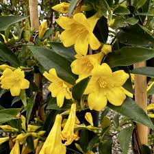 Image result for Gelsemium