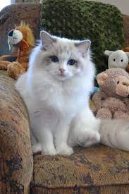 Ragdolls Ragdoll Essex Ontario Cats Kittens Southwestern Ontario Windsor Toronto Michigan Ragdoll Ki Kittens Cutest Ragdoll Kitten Fluffy Cat Breeds
