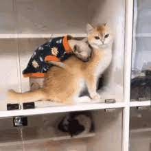 Cat castiga un designer din vest si de ce. Cat Massages Gifs Tenor