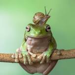 Frogs, Bugs & Animals (Family)