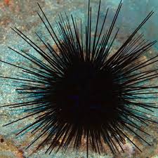 Check spelling or type a new query. Tertusuk Bulu Babi Ini Pertolongan Pertama Yang Bisa Dilakukan