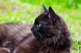 Besides good quality brands, you'll also find plenty of discounts when you shop for long hair cat during big sales. York Chocolate Cat Breed Information And Pictures Petguide