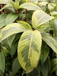 Image result for Sanchezia speciosa