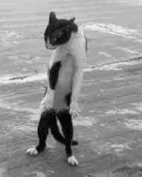 Crazy Cat Gifs Get The Best Gif On Giphy