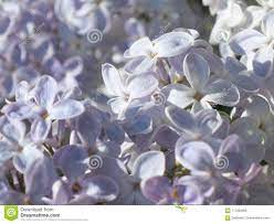 Photo About Lilac Flowers Purple White Flower Background For Spring Pc Desktop Wallpaper Image Of April Cover Lilac Flowers White Flower Background Lilac