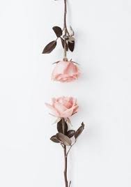 Maybe you would like to learn more about one of these? Paling Hits 30 Gambar Bunga Cantik Pinterest 14 Mei 2019 Jelajahi Papan Bunga Cantik Milik Soloismerina Yang Diik Beautiful Flowers Art Wallpaper Backgrounds
