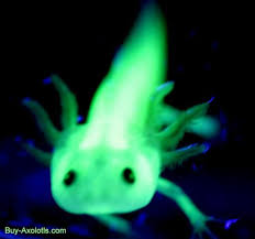 Water Dragon Axolotl Ambystoma Mexicanum Axolotl Cool Fish Fish Pet