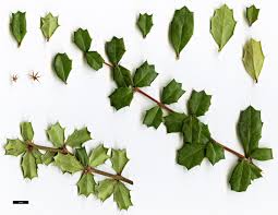 Image result for Berberis darwinii