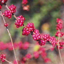 Image result for Corallocarpus schimperi