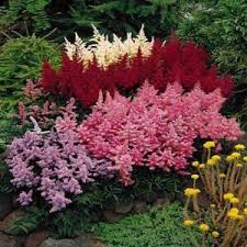 You can easily compare and choose from the 10 best perennial flowers for minnesota for you. Quality Stuff Shade Plants Flowers Perennials Shade Perennials