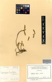 Image result for Eggelingia clavata