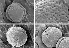 Image result for Sericanthe leonardii