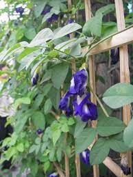 Let flowers for philippines take care of your floral arrangements by occasion; Thai Beverage Recipe Pranee S Thai Kitchen Pea Flower Butterfly Pea Flower Butterfly Pea