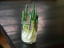 10 Vegetables Herbs You Can Eat Once Regrow Forever Green Onions Growing Regrow Green Onions Regrow Vegetables