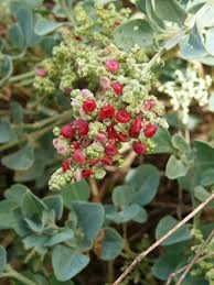 Image result for Rhagodia