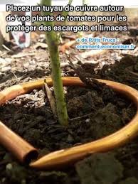 Marre Des Escargots Qui Mangent Vos Fleurs Voici Le Repulsif Qu Ils Vont Detester Planter Tomates Astuce Jardin Jardinage Potager