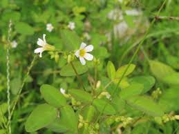 Image result for Oxalis barrelieri