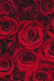 Only For You My Love Red Roses Wallpaper Red Roses Flower Phone Wallpaper