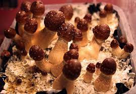 What Are The Medicinal And Spiritual Benefits Of Psilocybin Mushrooms Psychedelic Times